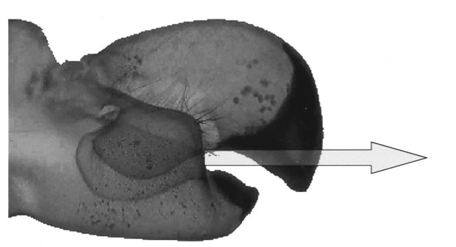 Shrimp Claw - M. Versluis, B. Schmitz, A. von der Heydt, and D. Lohse, Science 289, 2114 (2000).